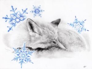 Winter Fox - Print